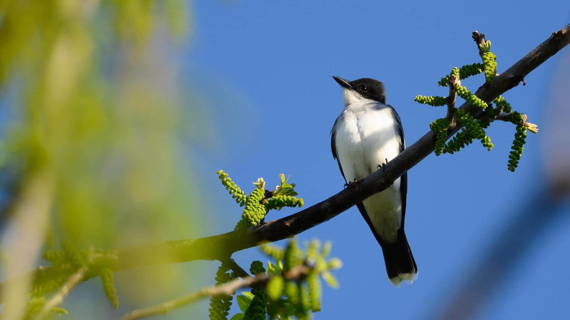 Mempelajari Lima Vokalisasi Kingbird yang Unik