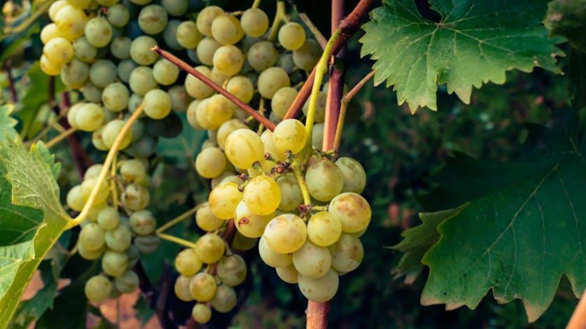Tanaman Merambat yang Menghasilkan Buah Unik untuk Kebun Rumah Indonesia