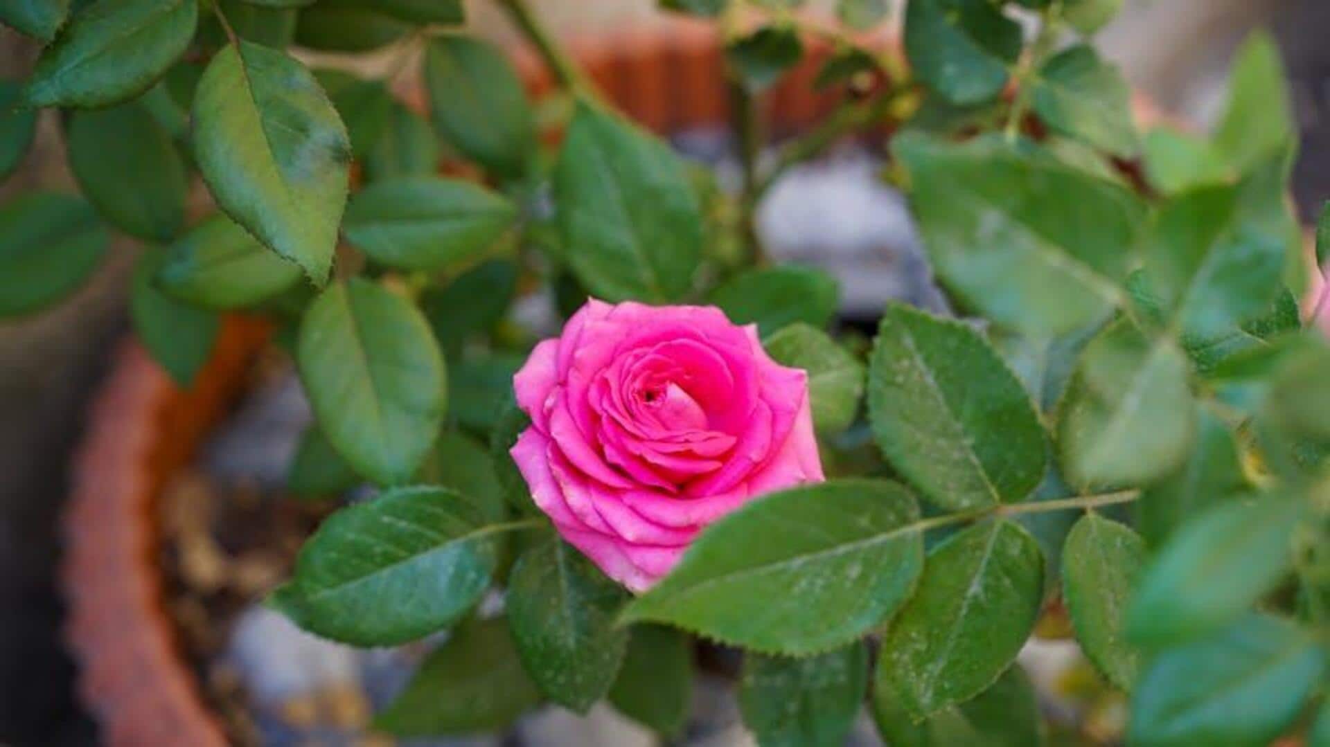 Cara Termudah Menanam Mawar Baru