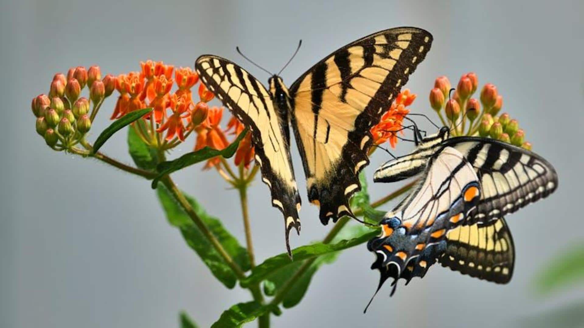 Rahasia Menanam Kebun Kupu-Kupu Milkweed Abadi