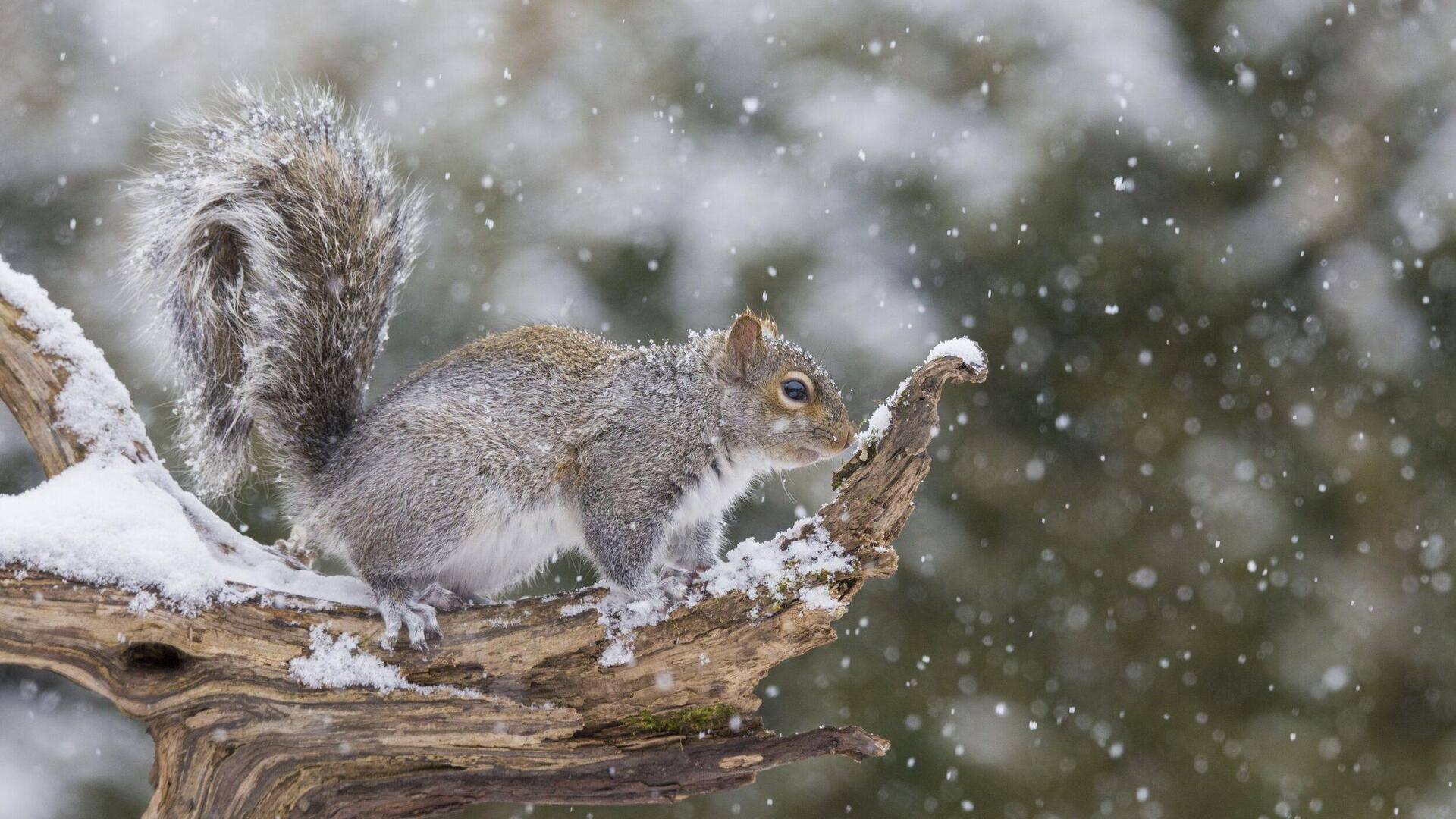 Strategi Tersembunyi Tupai dalam Bertahan Hidup di Musim Dingin