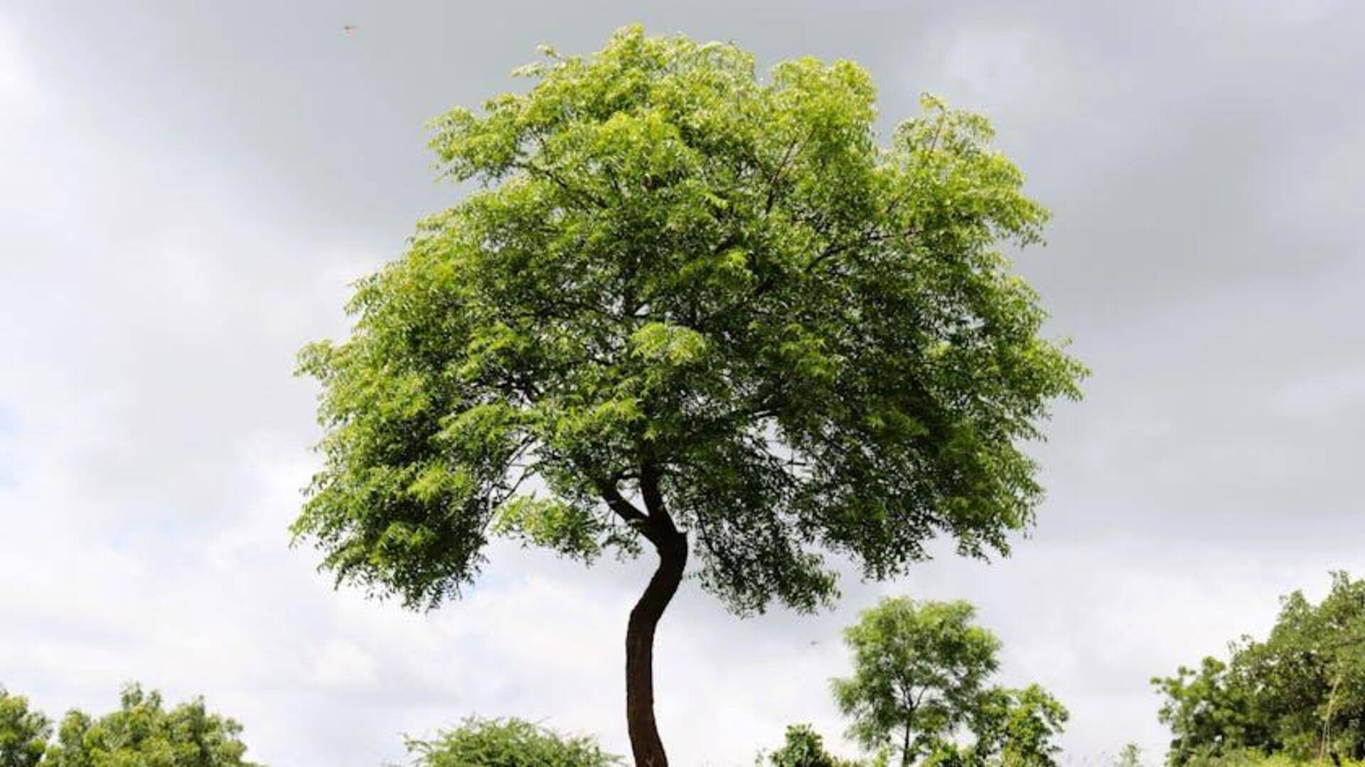 Pohon yang Cocok untuk Taman Satwa Liar India