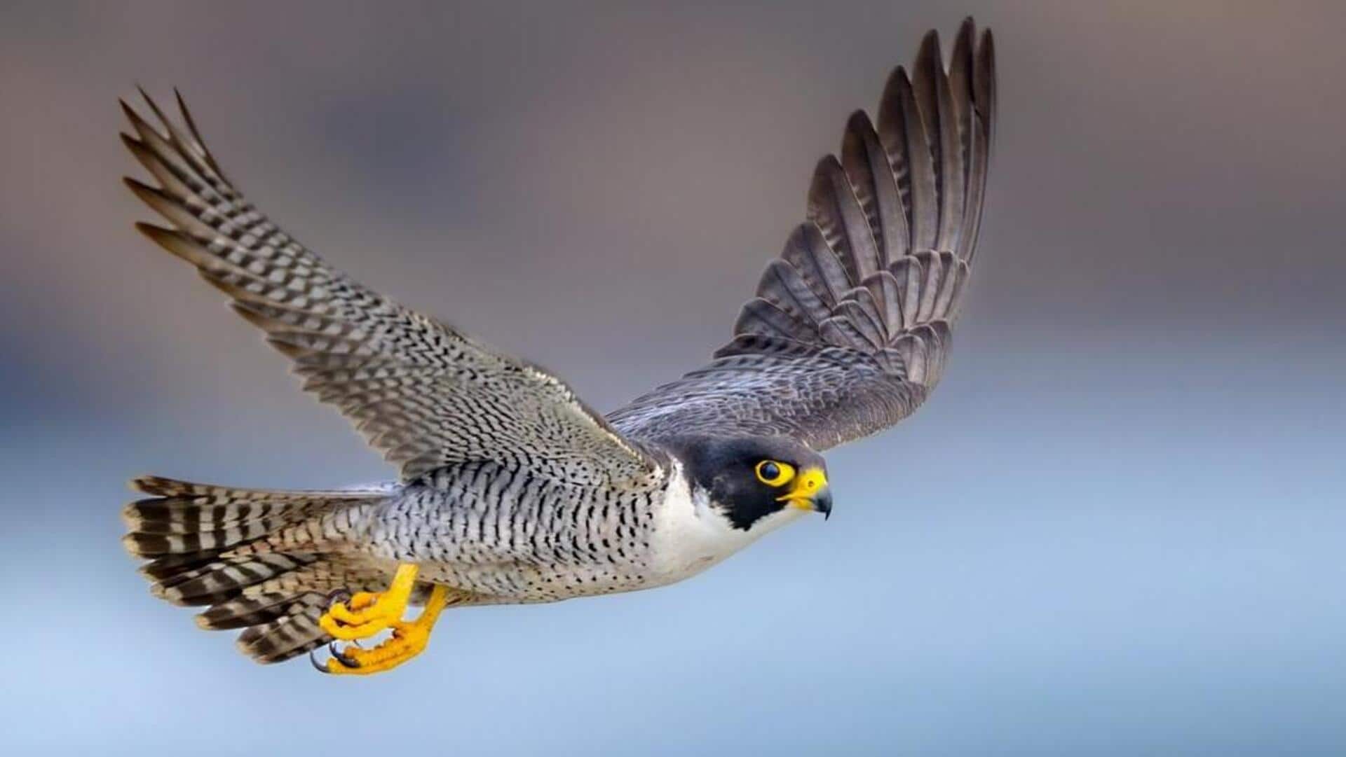 Lima Fakta Menarik tentang Perubahan Bulu Elang