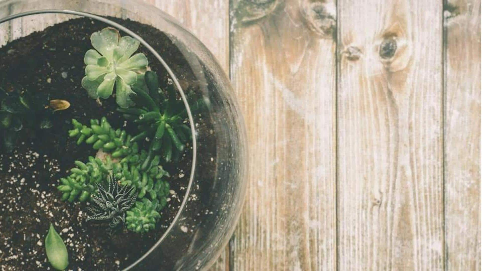 Terarium DIY: Keajaiban hijau dalam sebuah toples