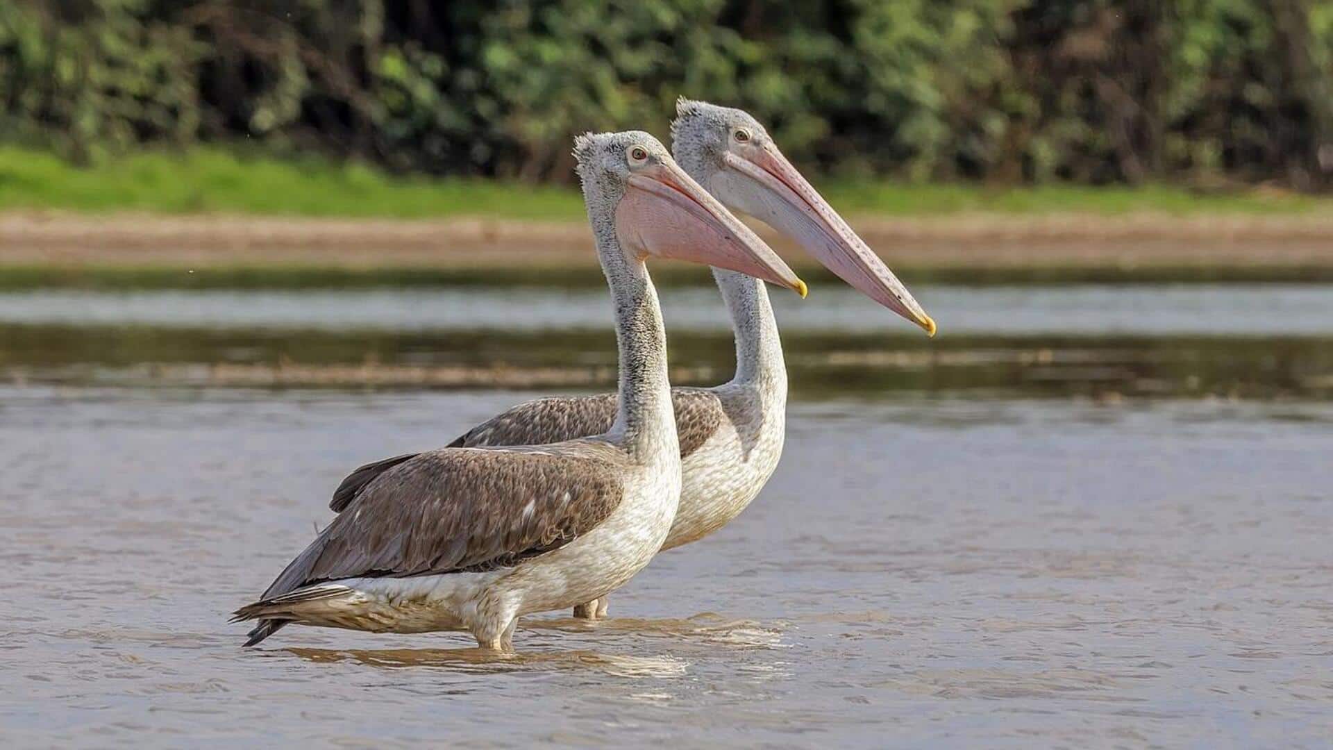 Mengungkap Kemampuan Pelikan dalam Beradaptasi di Berbagai Habitat Global