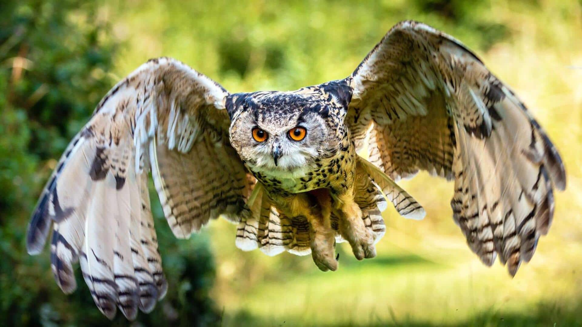 Burung Hantu: Ahli Adaptasi dalam Penerbangan yang Senyap