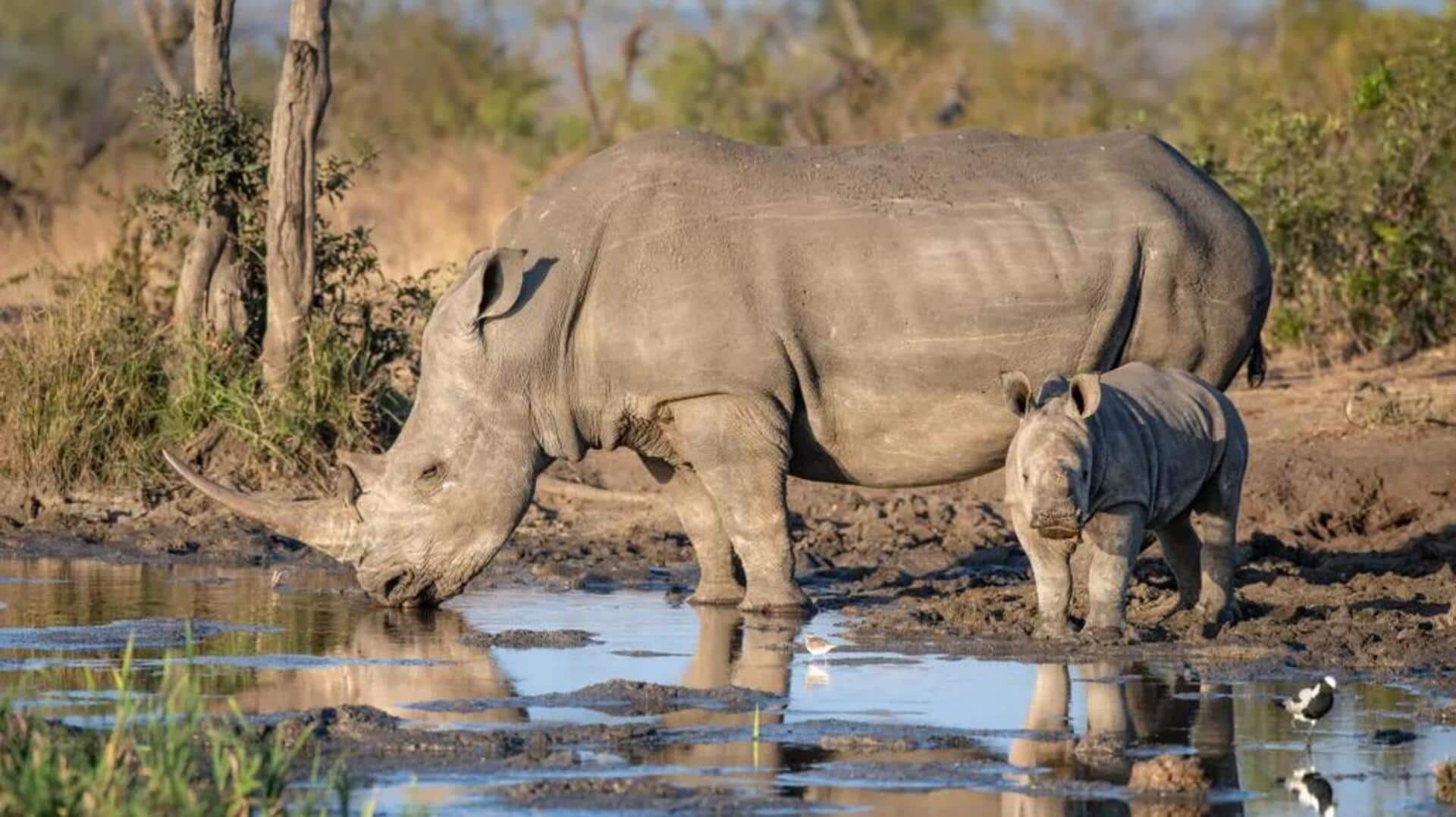 Memahami Dinamika Kelompok Badak yang Kompleks 