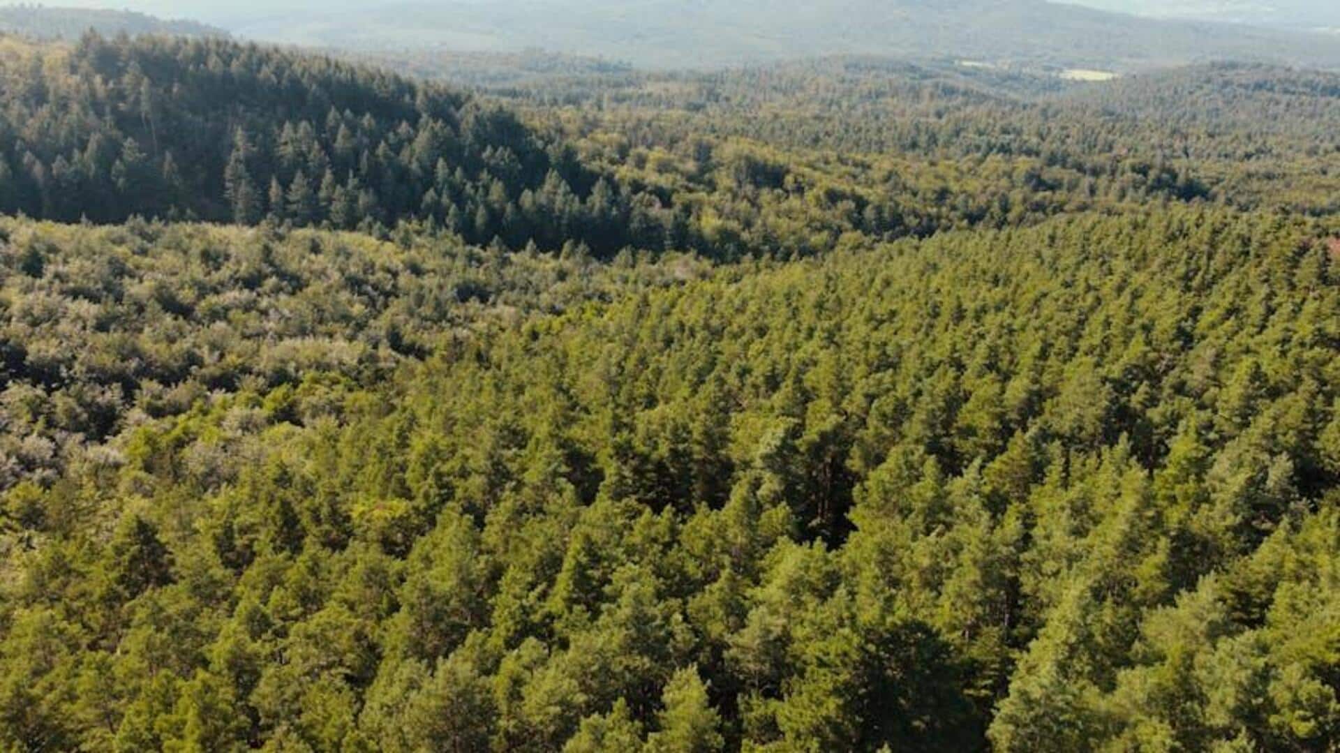 Aplikasi Data Science Melawan Deforestasi