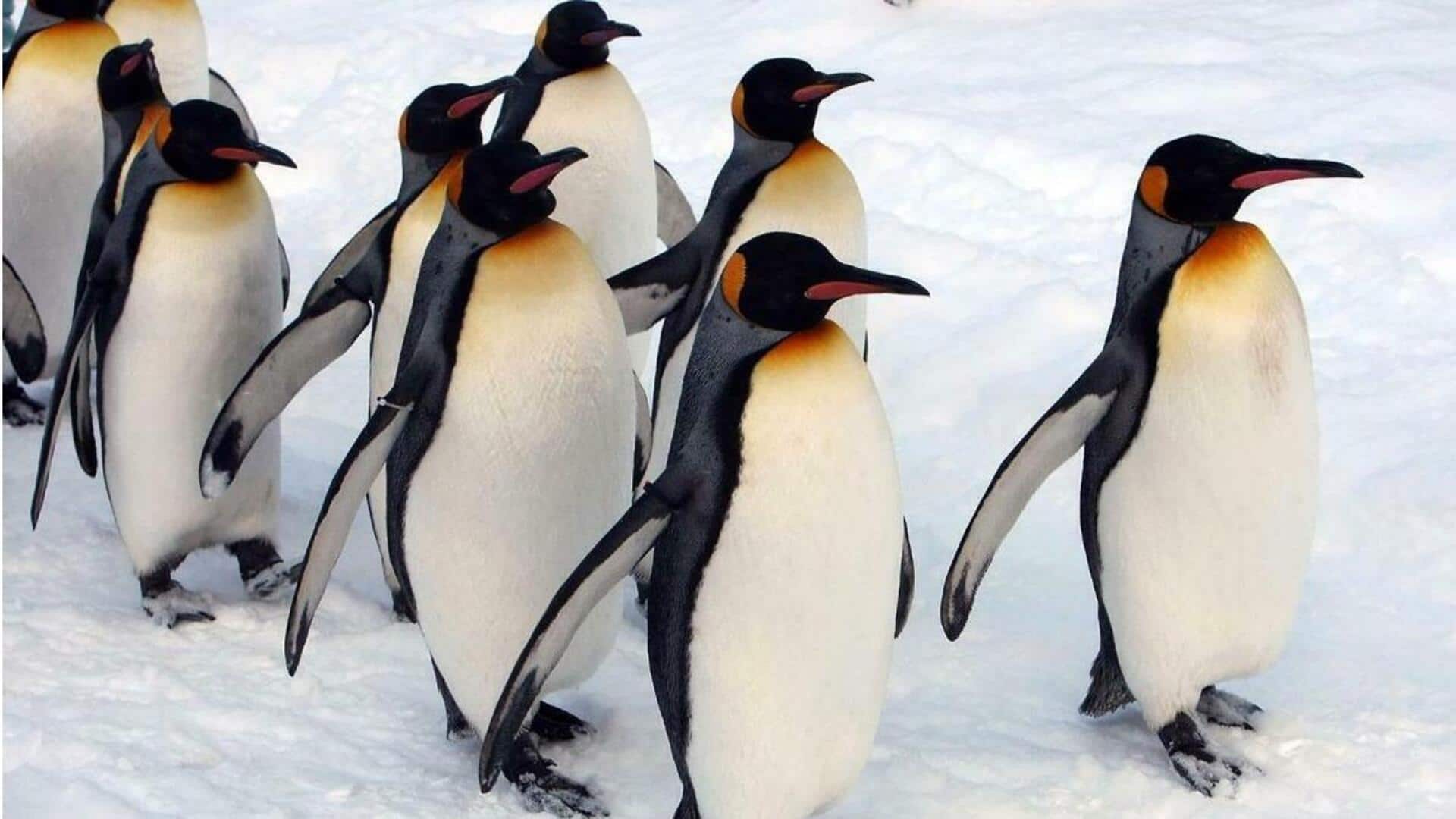 Rahasia Efisiensi Energi Penguin saat Berjalan