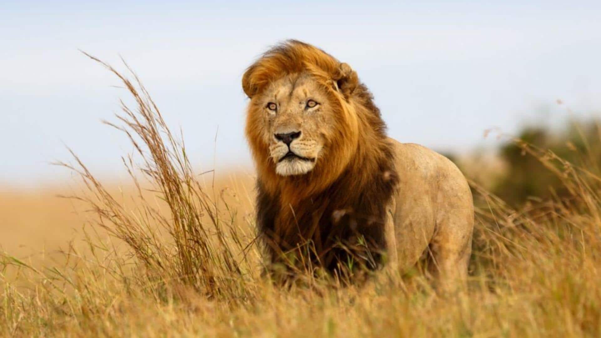Cara Singa Beradaptasi di Savana yang Kering Cara Singa Beradaptasi di Savana yang Kering