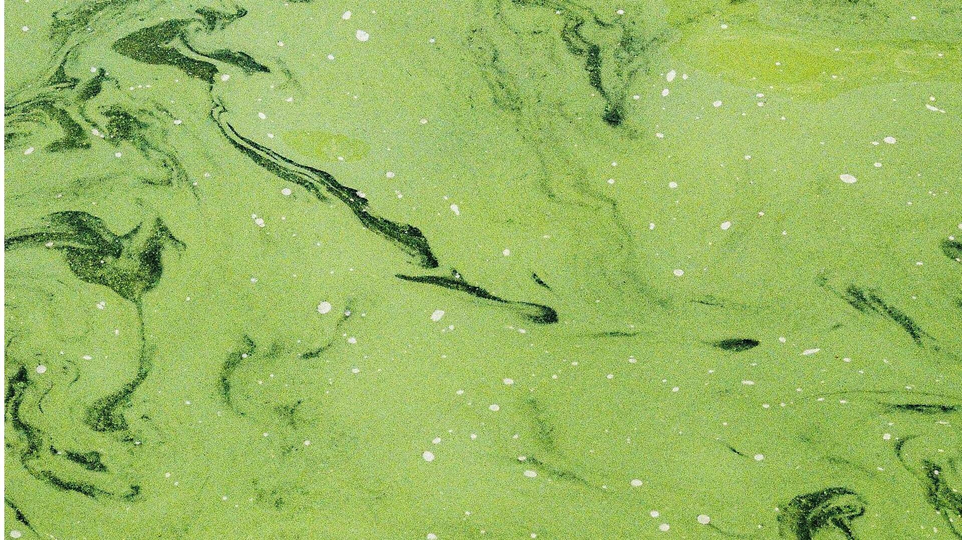 Bahan Bakar Alga: Masa Depan Transportasi Hijau