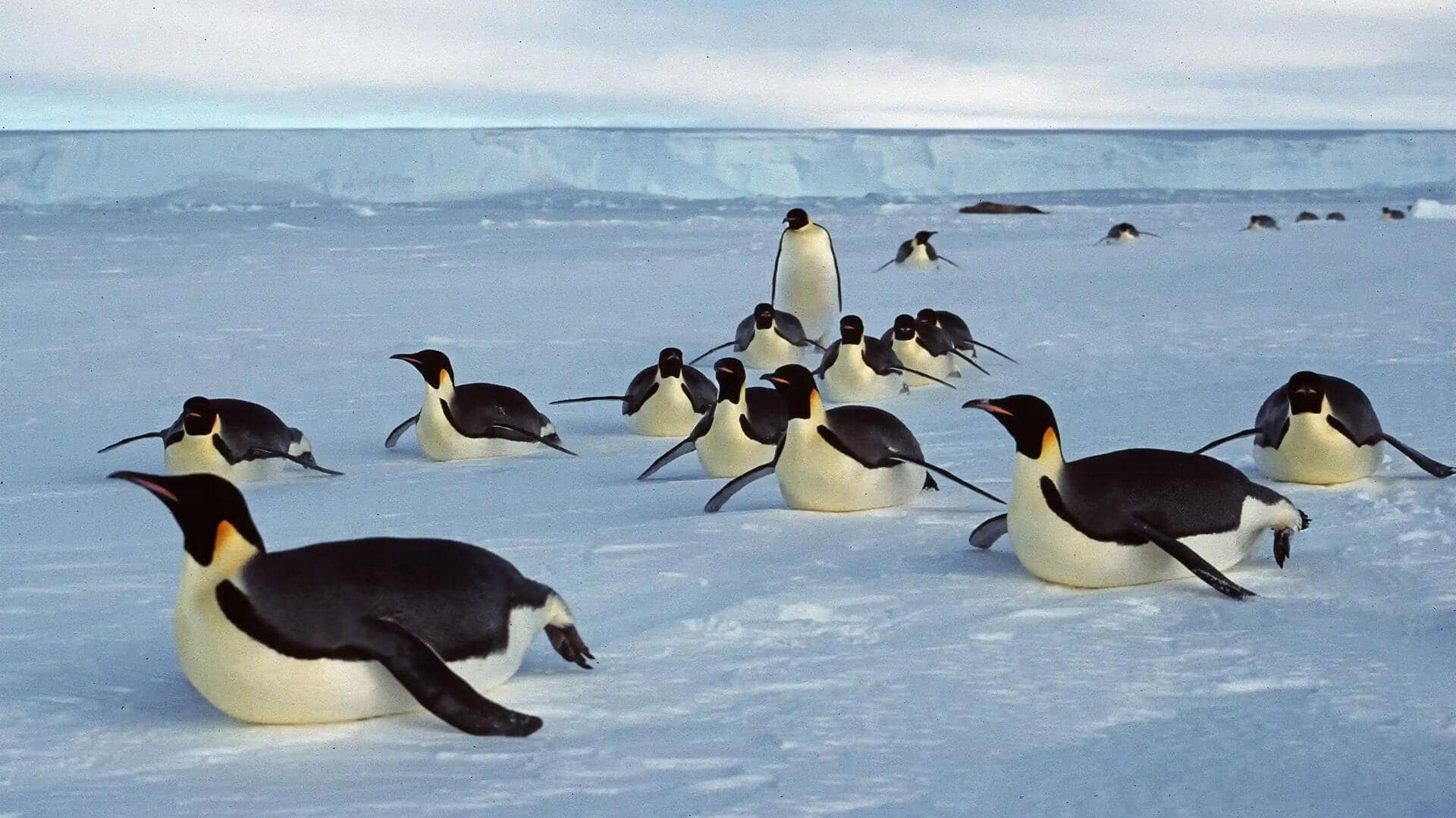 Ketahanan Penguin: Adaptasi Tak Terduga di Habitat yang Dingin