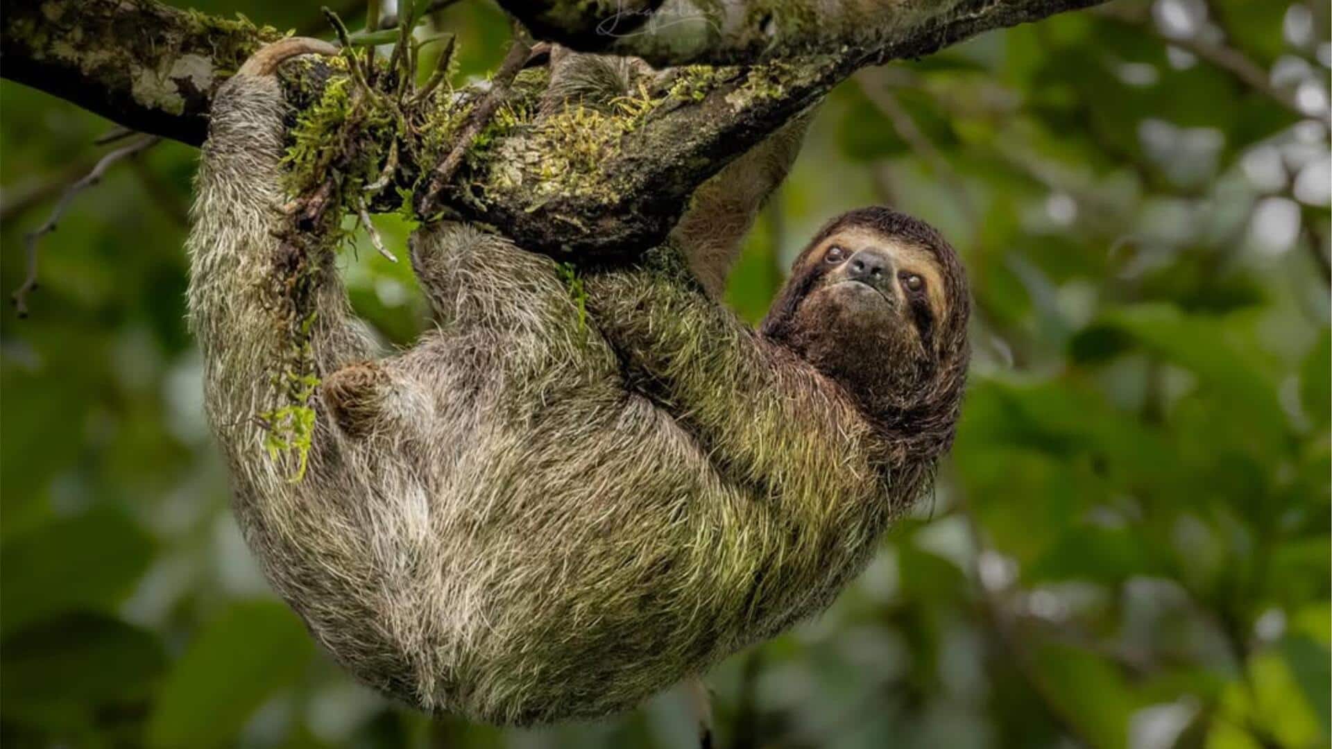 5 Fakta Mengejutkan tentang Kehidupan Kungkang di Alam Liar