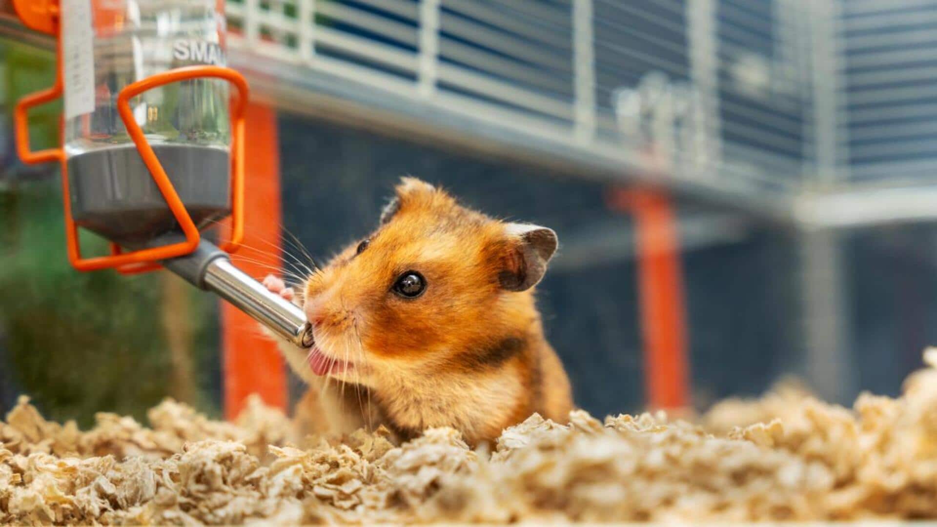 Langkah Sederhana untuk Menciptakan Habitat yang Sempurna bagi Hamster Anda Langkah Sederhana untuk Menciptakan Habitat yang Sempurna bagi Hamster Anda