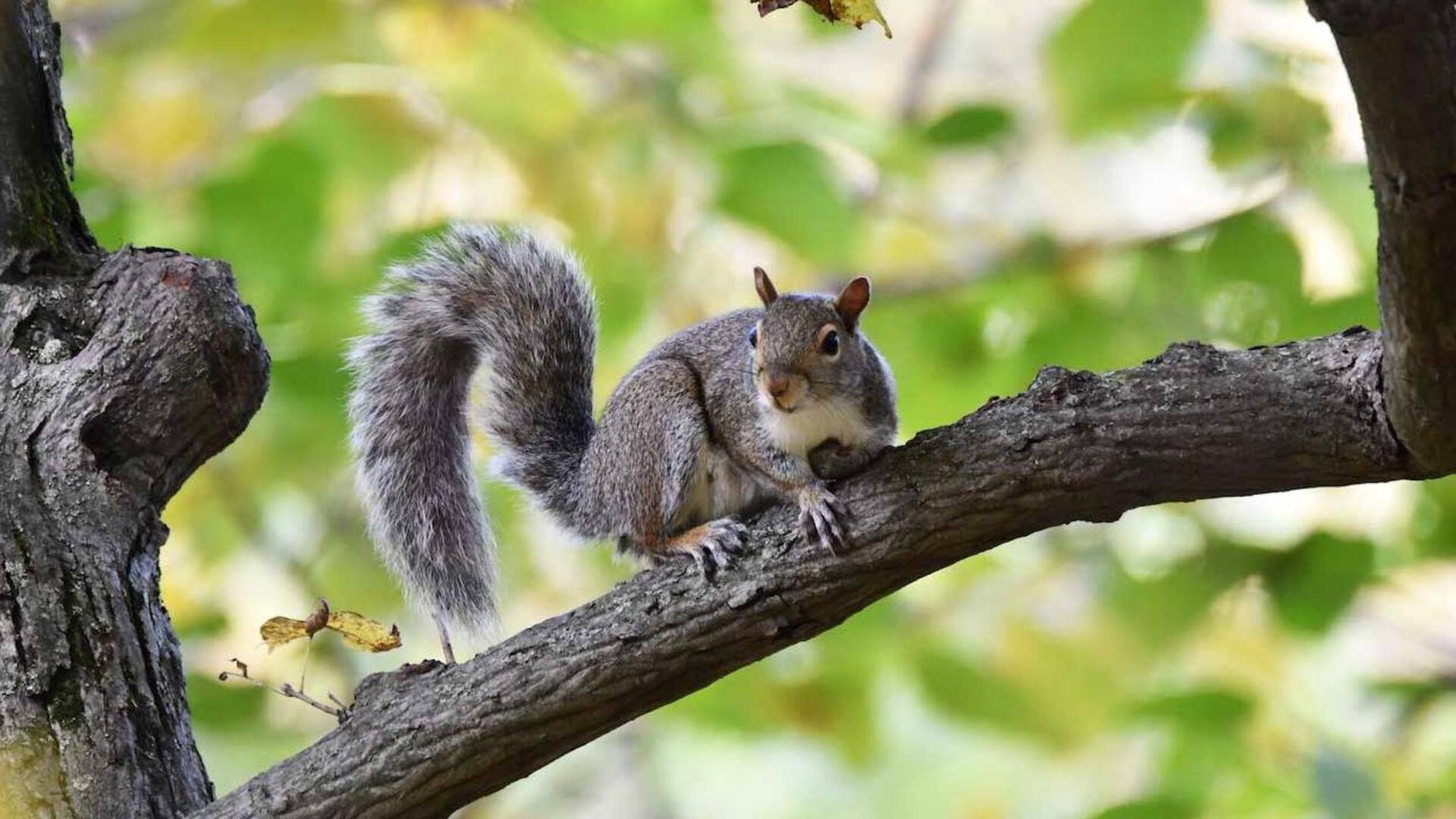 Mempelajari Kemampuan Tupai dalam Mengatur Keseimbangan Tubuh di Alam Liar