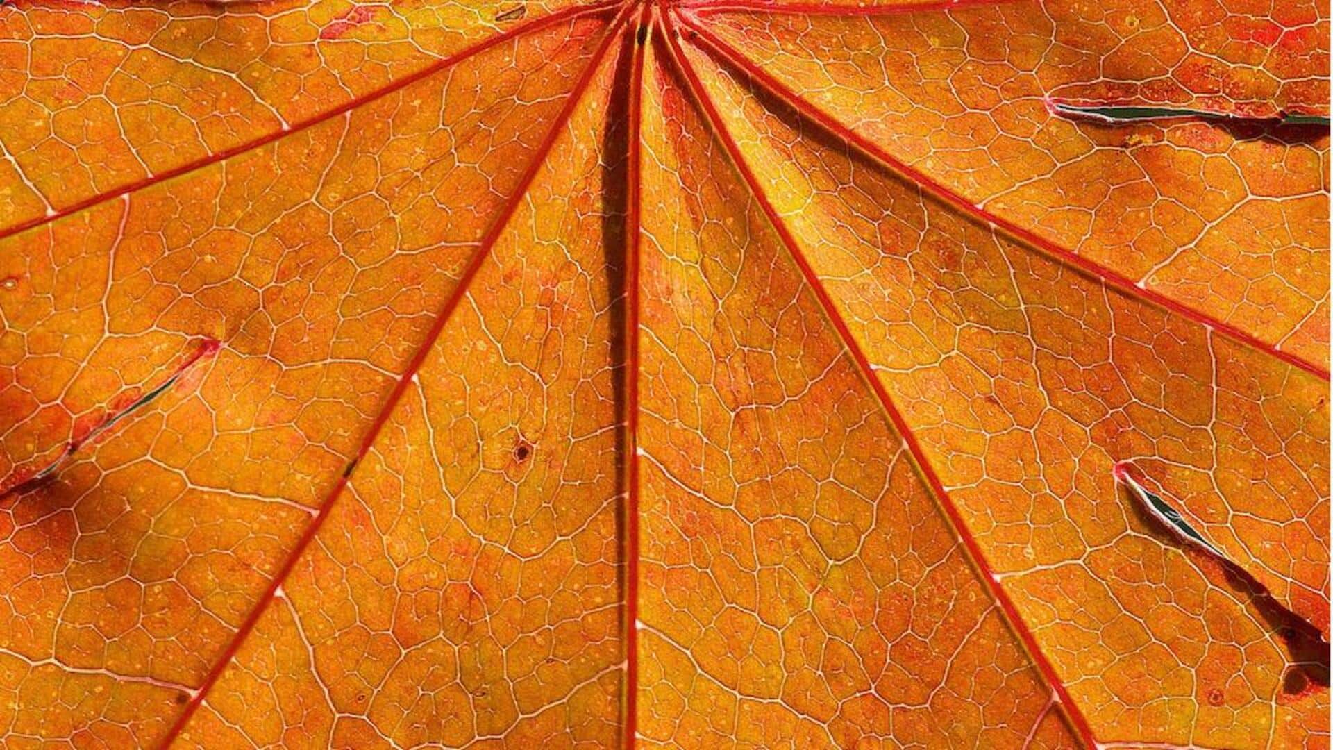 Menangkap Emosi Unik melalui Fotografi Abstrak