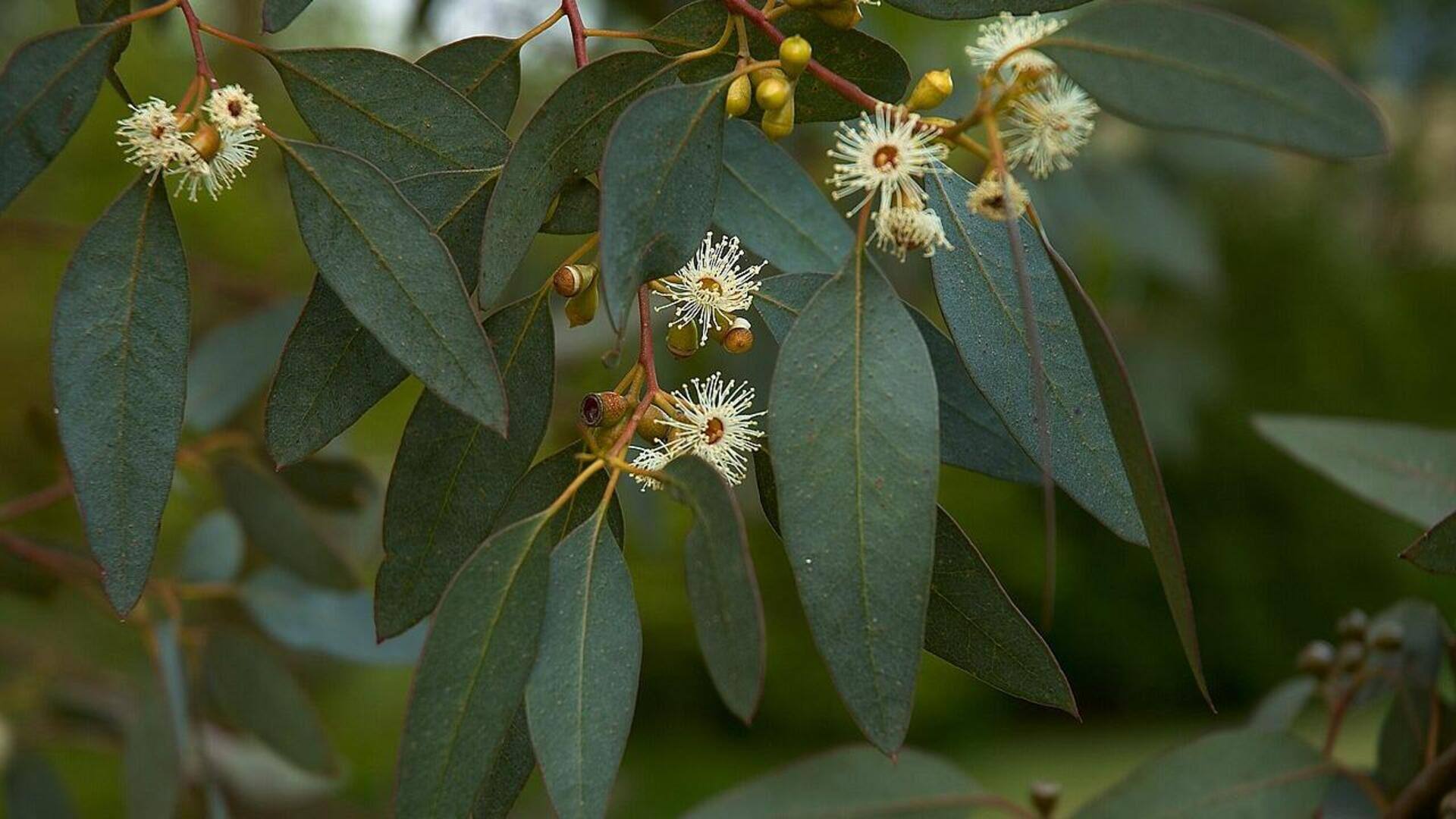 Rahasia Menumbuhkan Eukaliptus di Dalam Ruangan