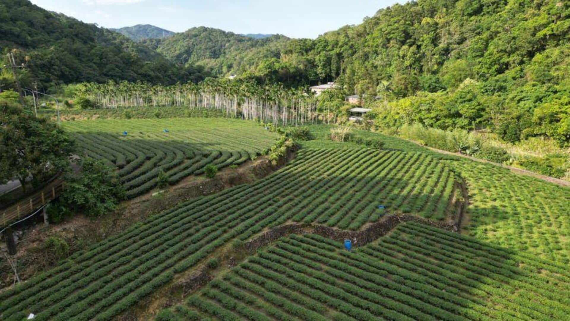 Menemukan Kebun Teh di Taiwan untuk Retret Damai