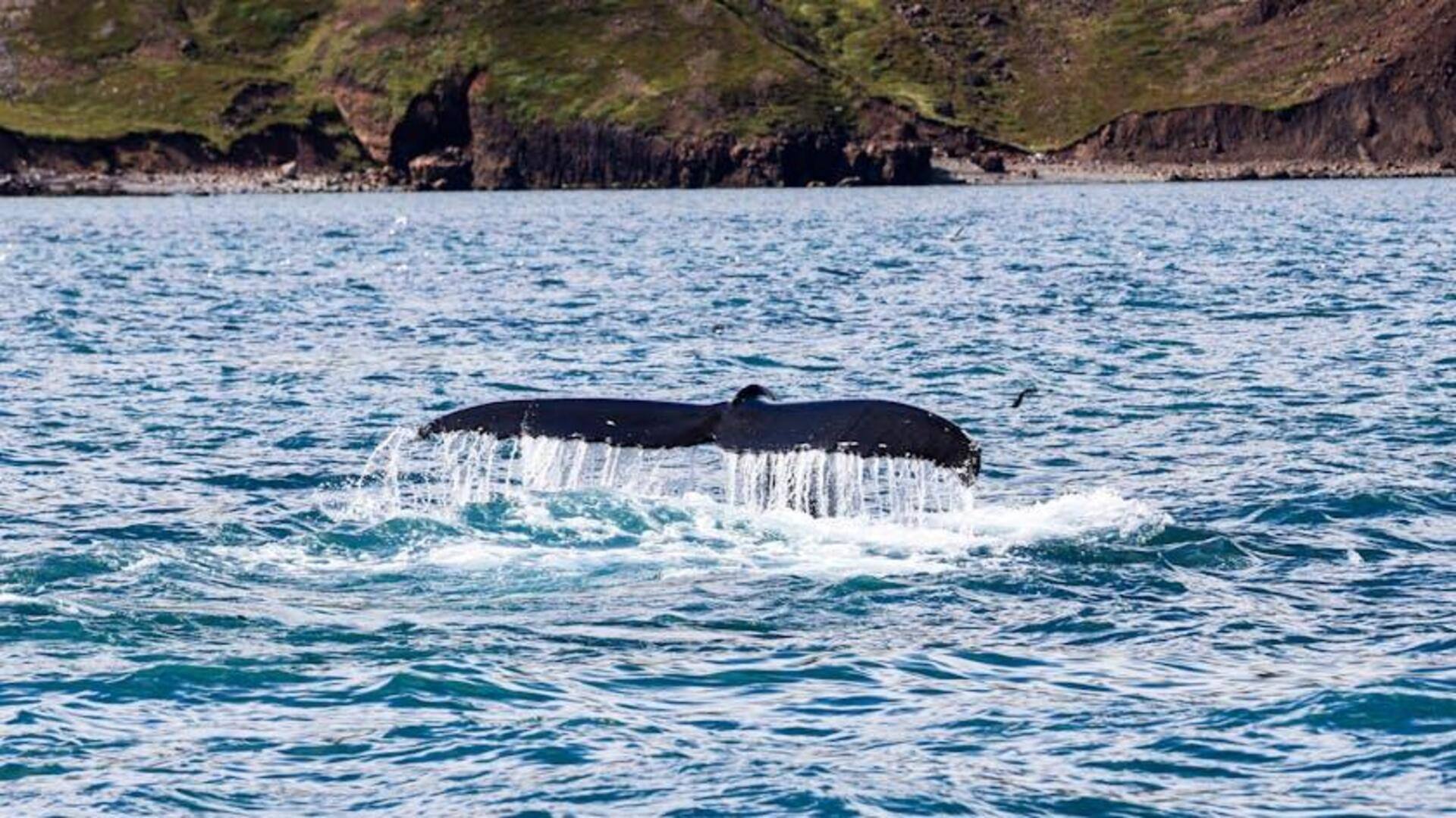 Menyaksikan Paus di Fjord Islandia: Pengalaman Tak Terlupakan