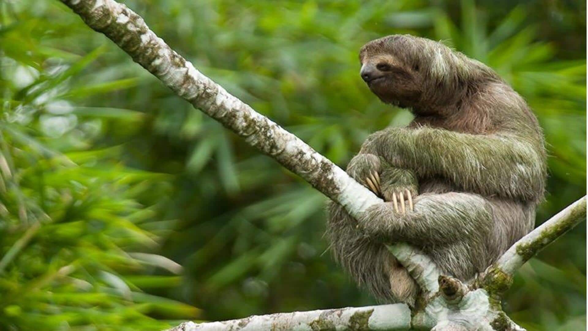 Mengungkap Bahasa Komunikasi Kukang di Alam Liar