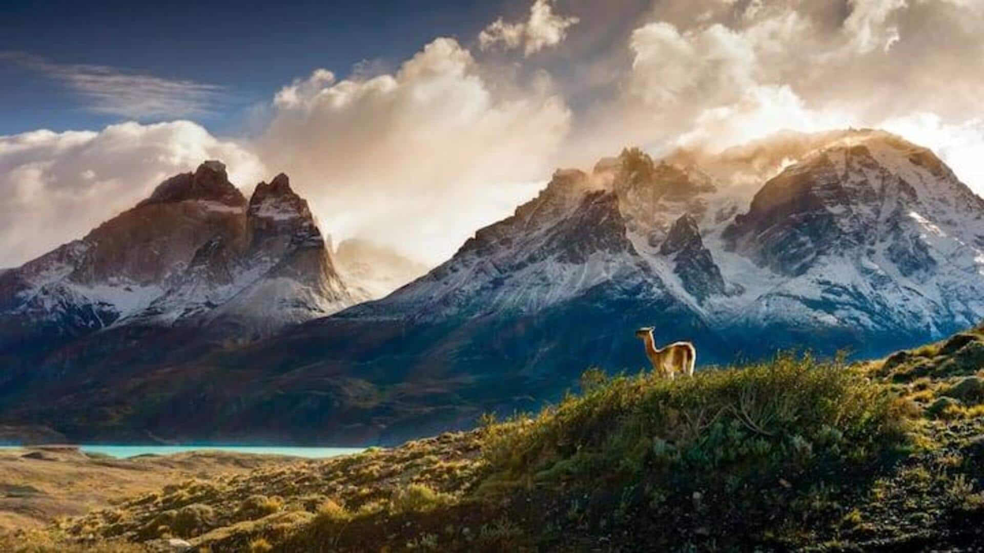 Menyaksikan Keajaiban Satwa Liar Di Luar Puncak Patagonia 