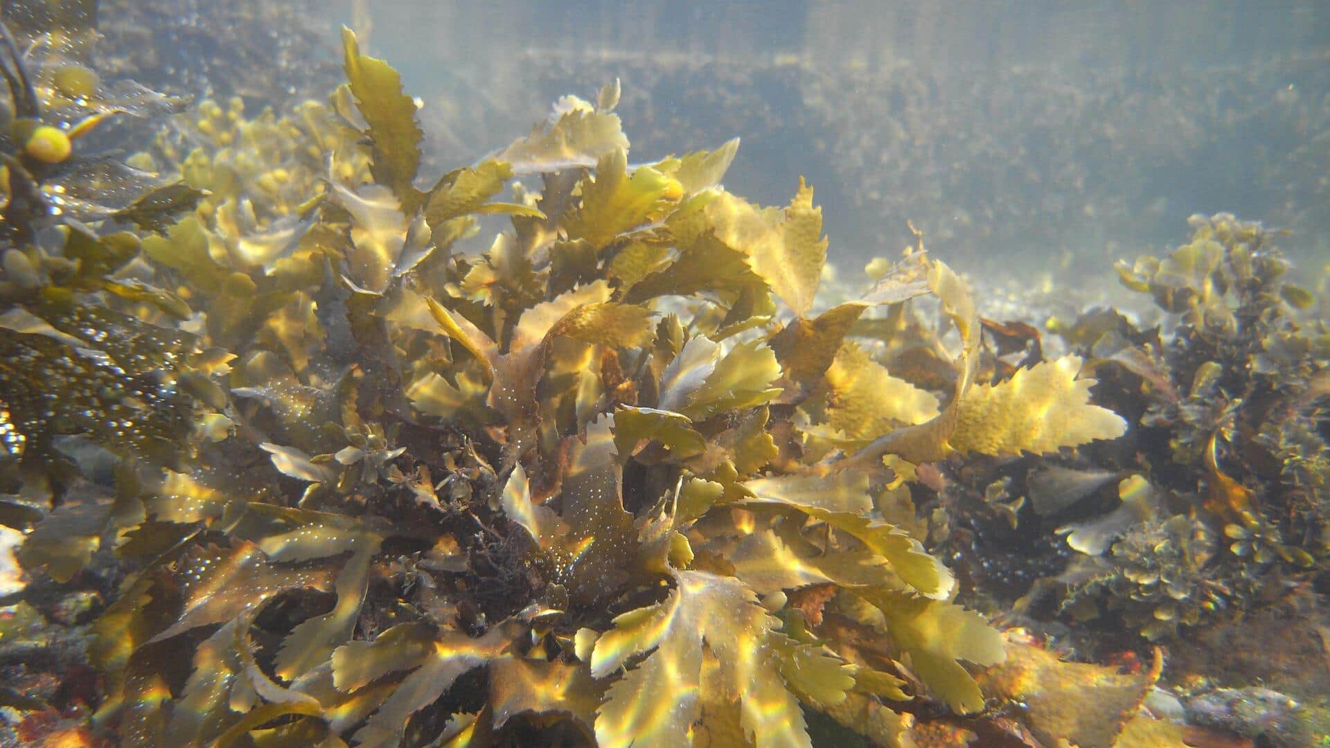 Pemanfaatan Rumput Laut sebagai sumber Energi Berkelanjutan Pemanfaatan Rumput Laut sebagai sumber Energi Berkelanjutan