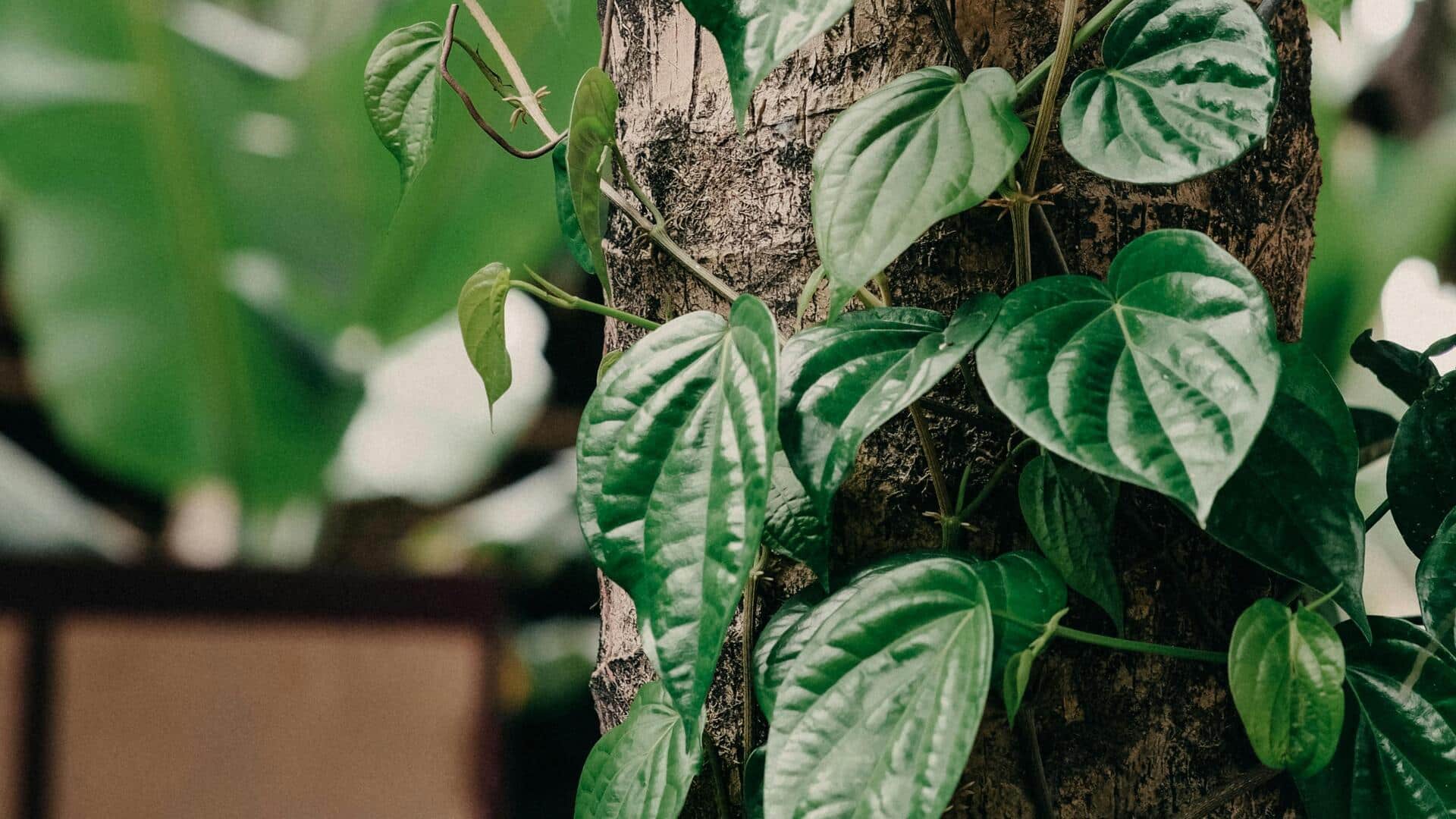 Tanaman Hias Indonesia dengan Manfaat Obat