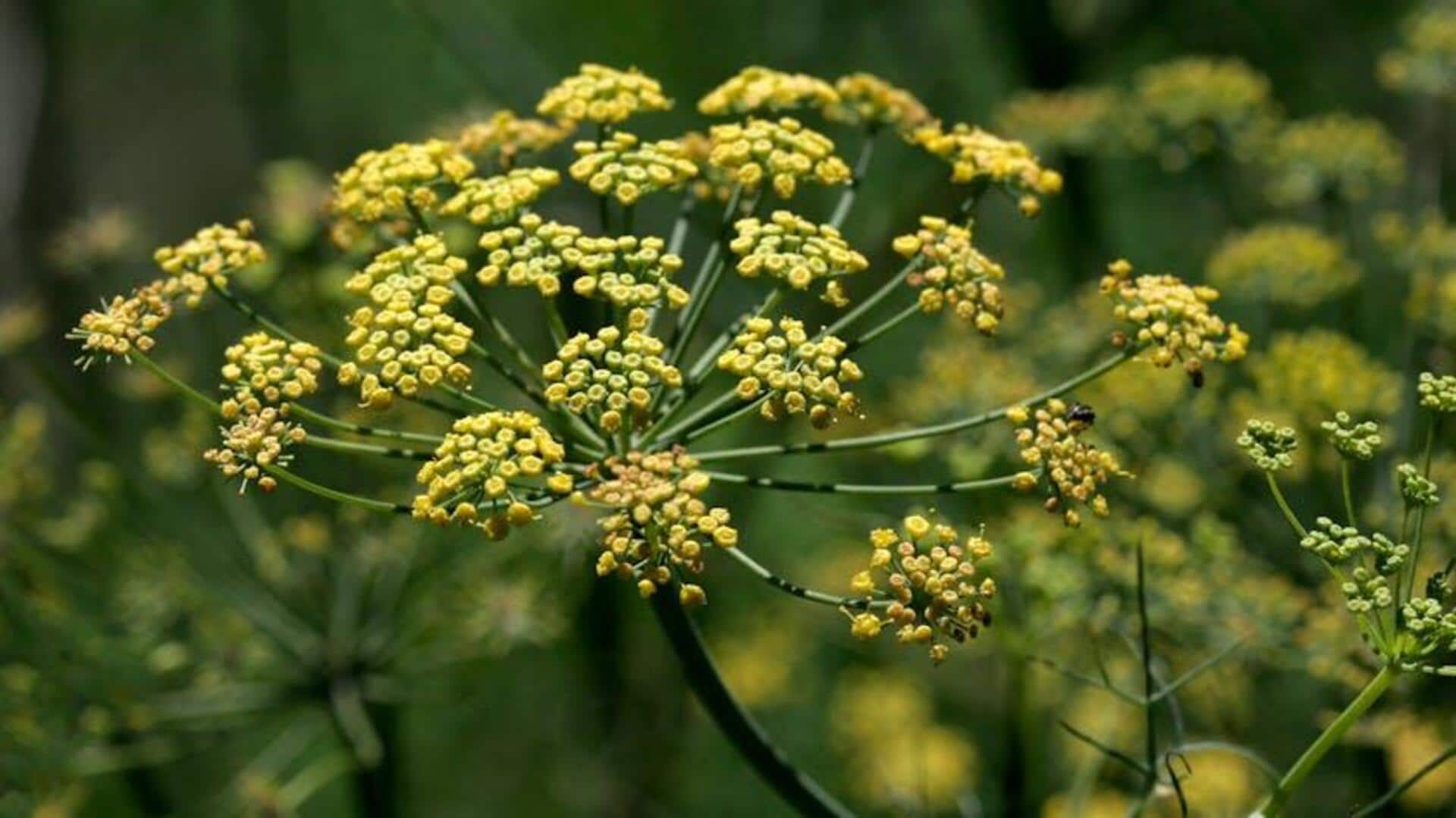 Cara Sukses Menanam Adas Dalam Wadah