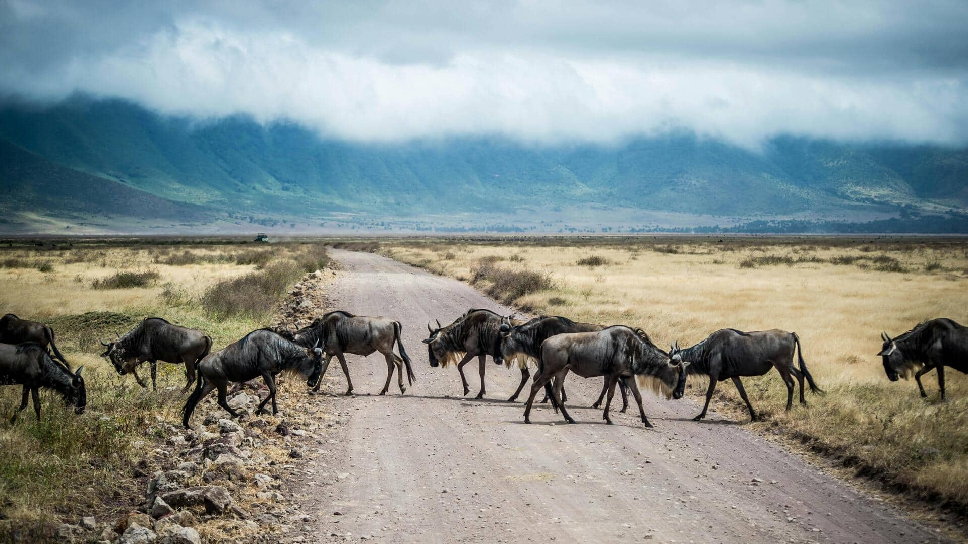 Menjelajahi Hutan Hijau di Pegunungan Arc Timur, Tanzania