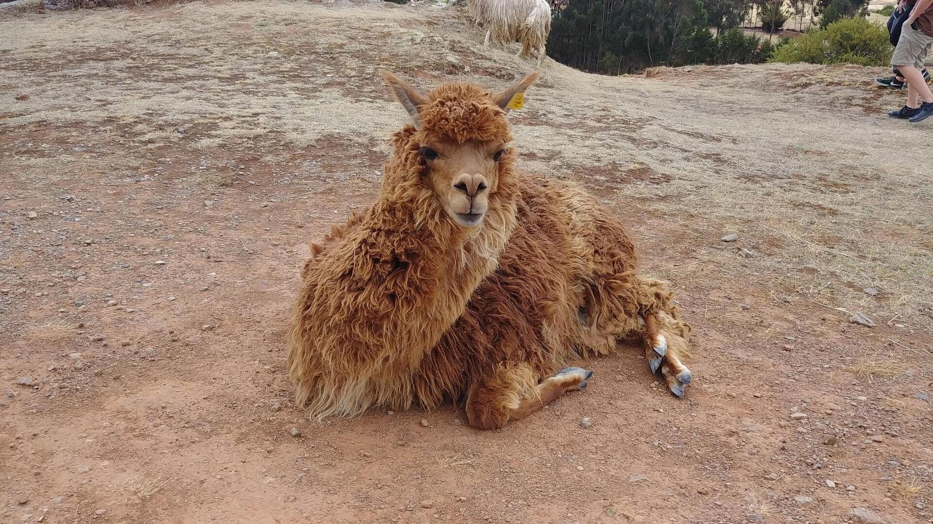 Mengungkap Rahasia Kebiasaan Mandi Debu Alpaka
