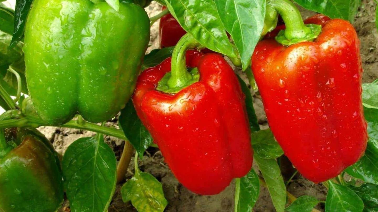 Paprika merah memiliki kandungan anti-peradangan Paprika merah memiliki kandungan anti-peradangan
