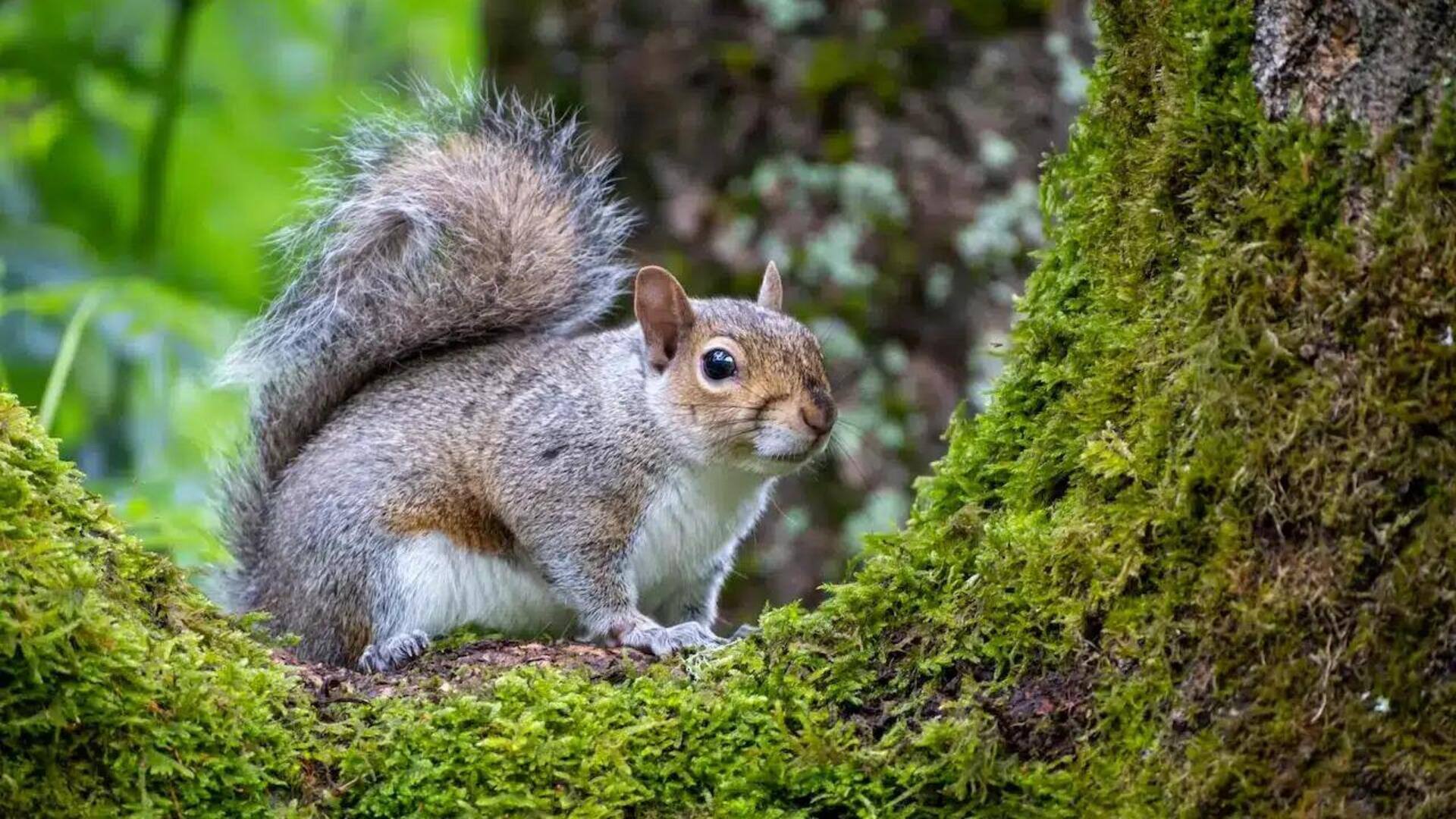 Lima Cara Unik untuk Mengenali Beragam Spesies Tupai