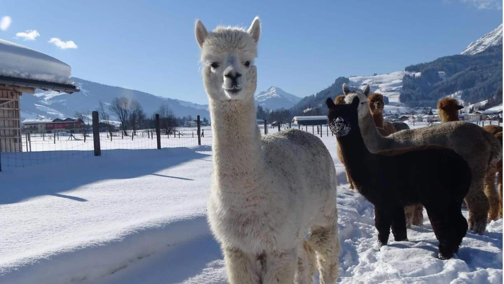 Lima Cara Unik Alpaka Beradaptasi dengan Cuaca Ekstrem