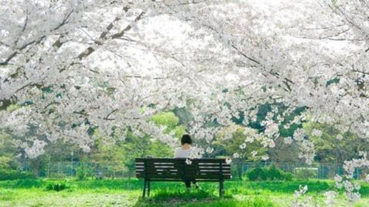 Serba-serbi Festival Bunga Sakura di Jepang