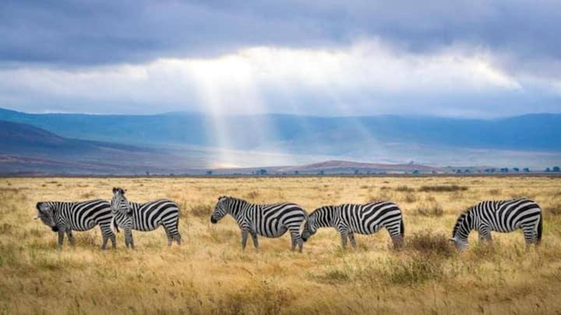 Mengungkap Safari Satwa Liar Dan Budaya Botswana