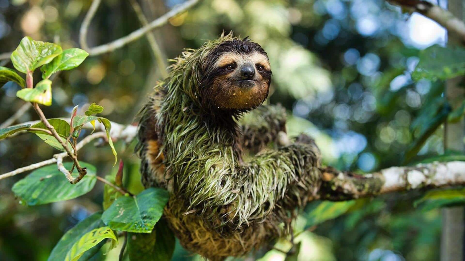 Mengungkap Tarian Hujan Kungkang untuk Memenuhi Kebutuhan Cairan