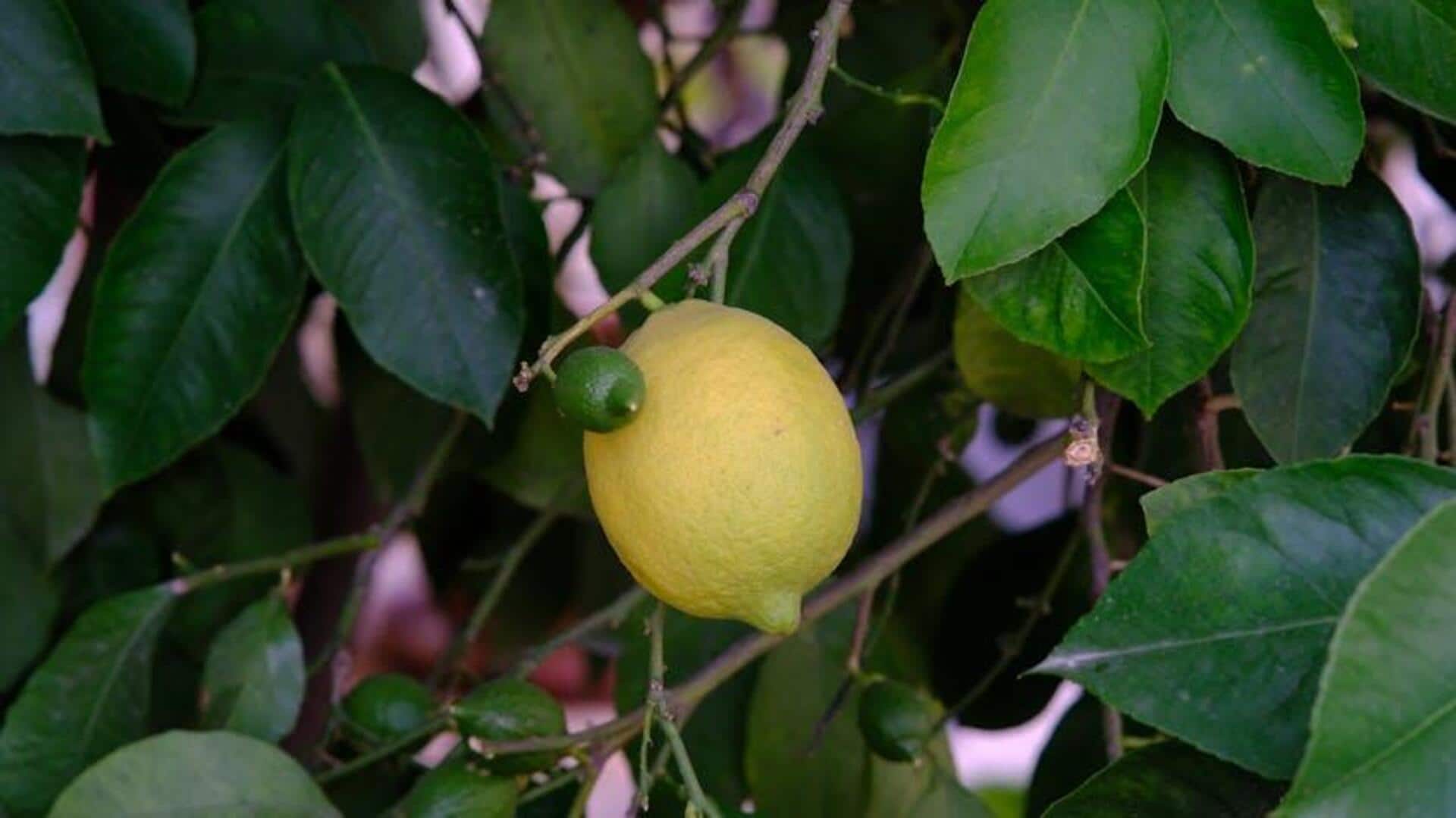 Lima Pohon Buah Mini untuk Kebun Pot