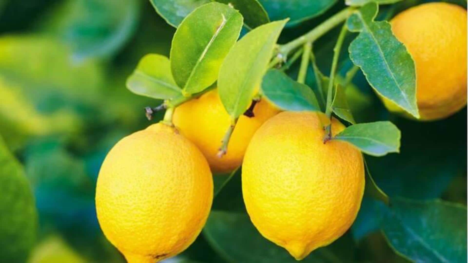 #HealthBytes: Dapatkan manfaat ini dengan mengonsumsi lemon secara teratur