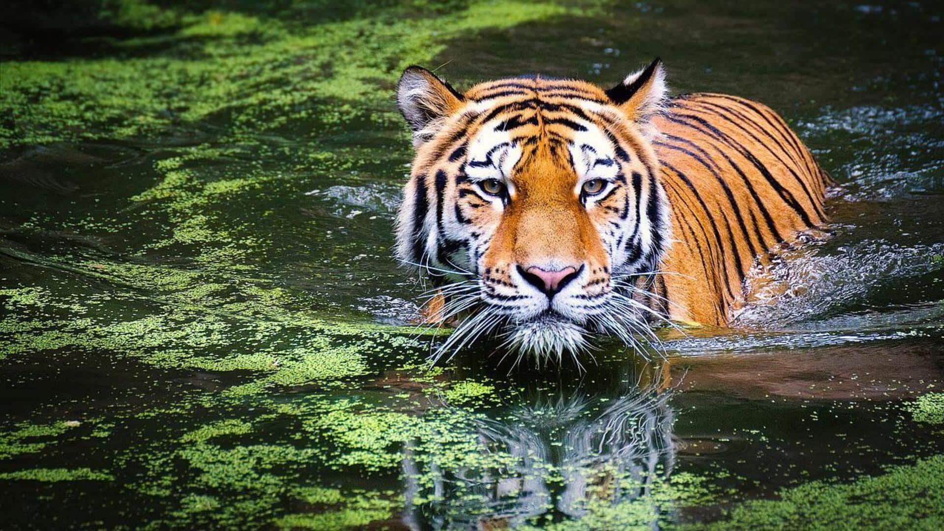 Faktor-Faktor yang Memengaruhi Perilaku Teritorial Harimau Faktor-Faktor yang Memengaruhi Perilaku Teritorial Harimau