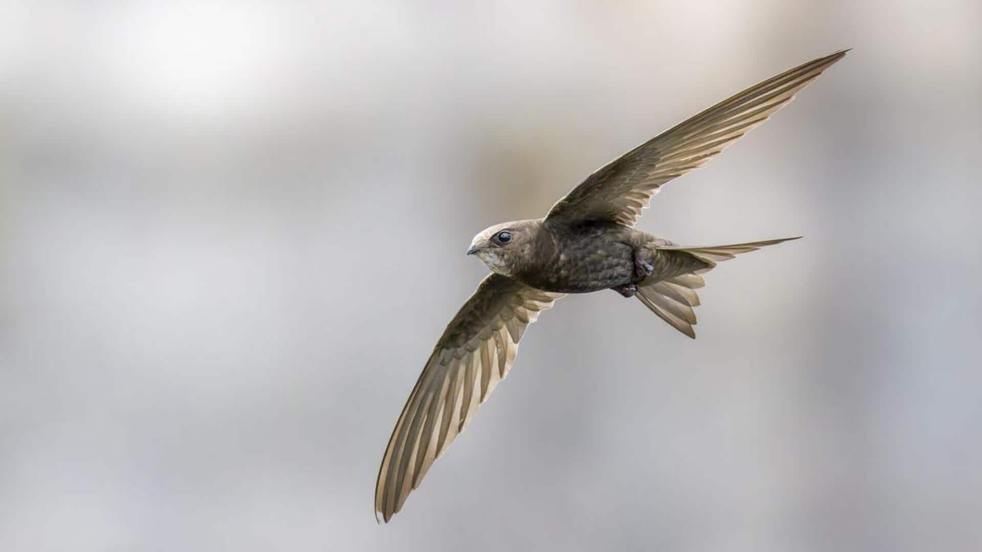 Mengungkap Struktur Sosial Burung Swift yang Kompleks