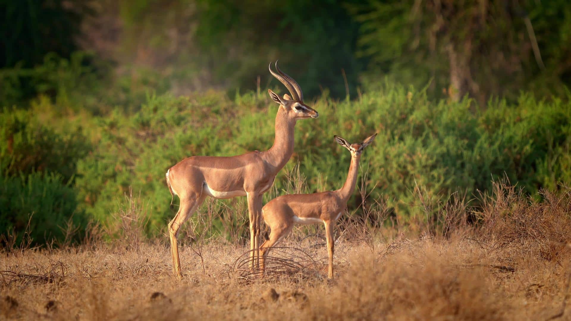 Eksplorasi Keanekaragaman Habitat Global dari Rusa Berleher Panjang