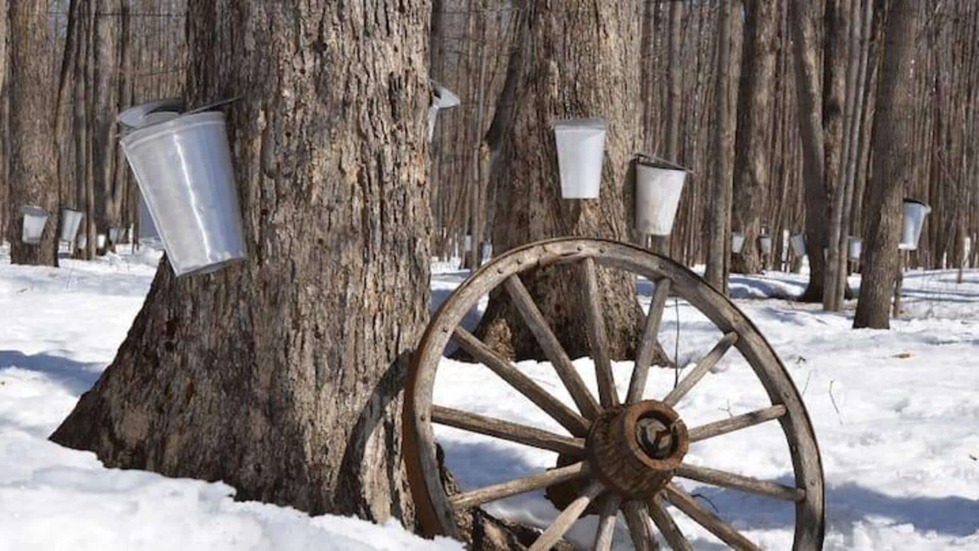 Menyaksikan Proses Produksi Sirup Maple Di Montreal