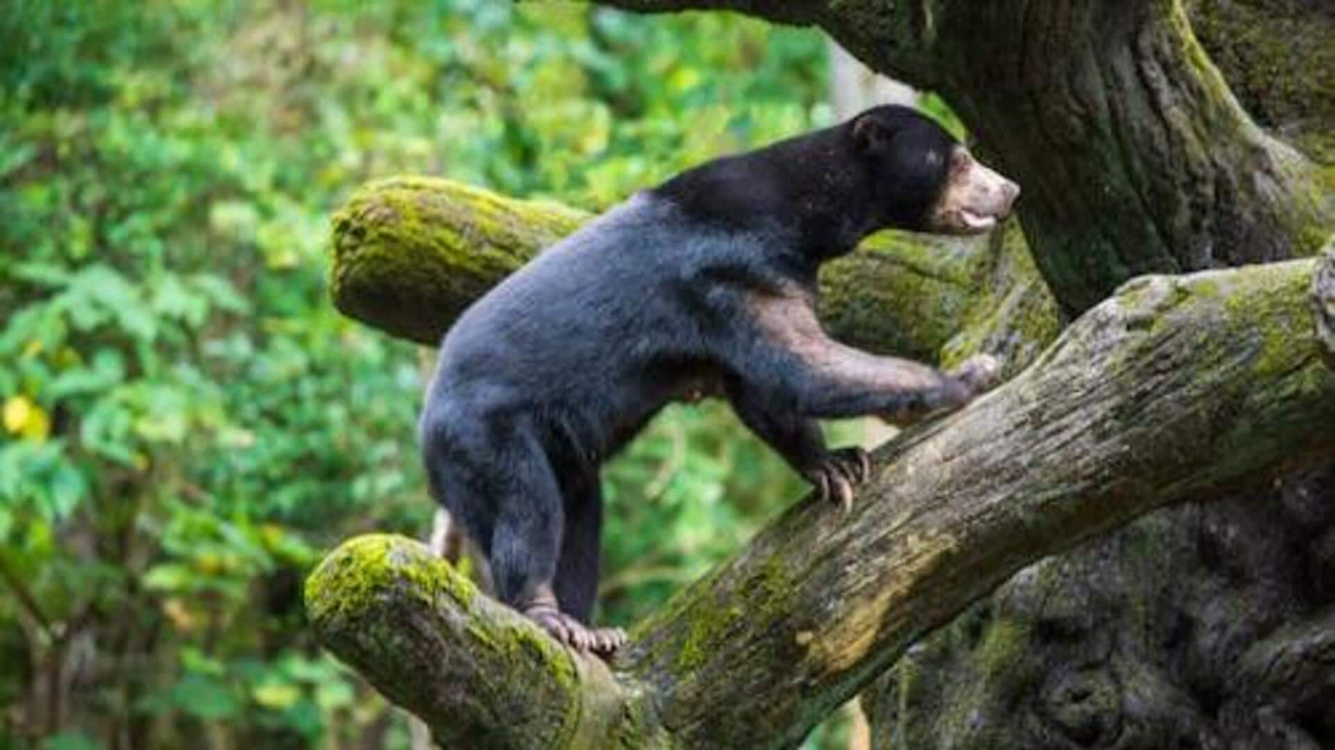 Fakta menarik tentang beruang madu