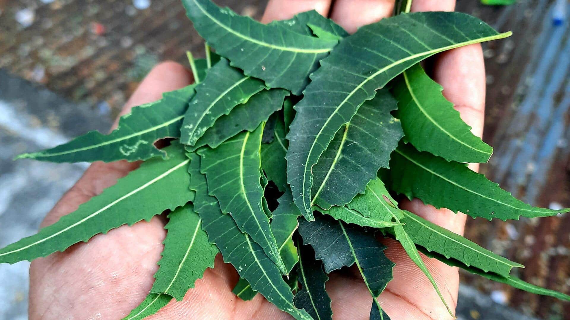Manfaat daun neem untuk kesehatan tradisional