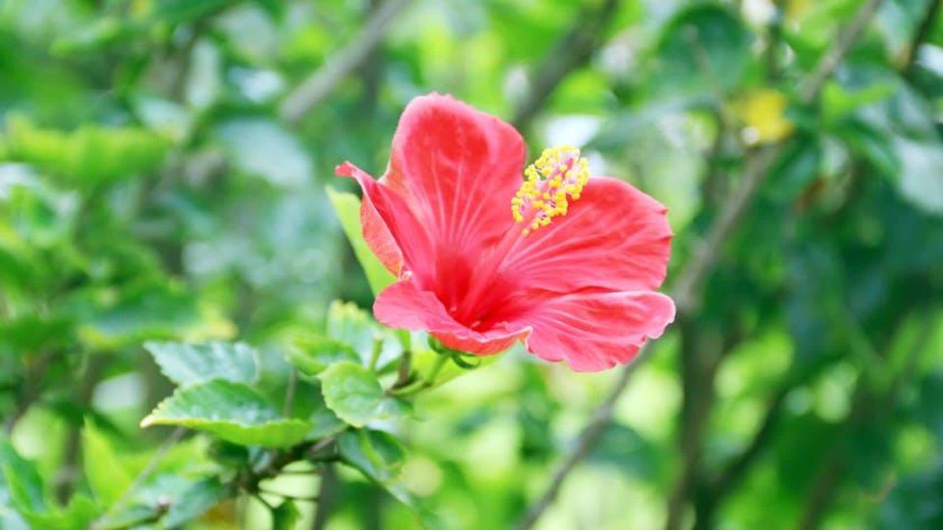 Kembang Sepatu: Memperindah Taman dan Kesehatan secara Alami