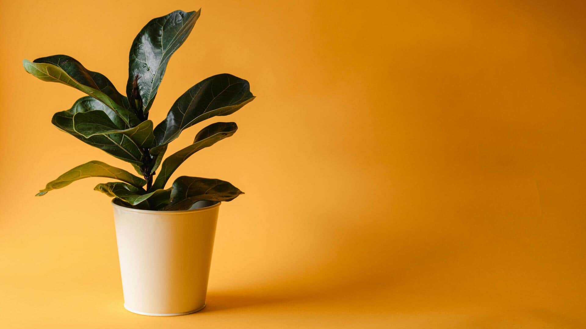 Lima Rahasia Sukses Menanam Ficus Eksotis di Dalam Ruangan