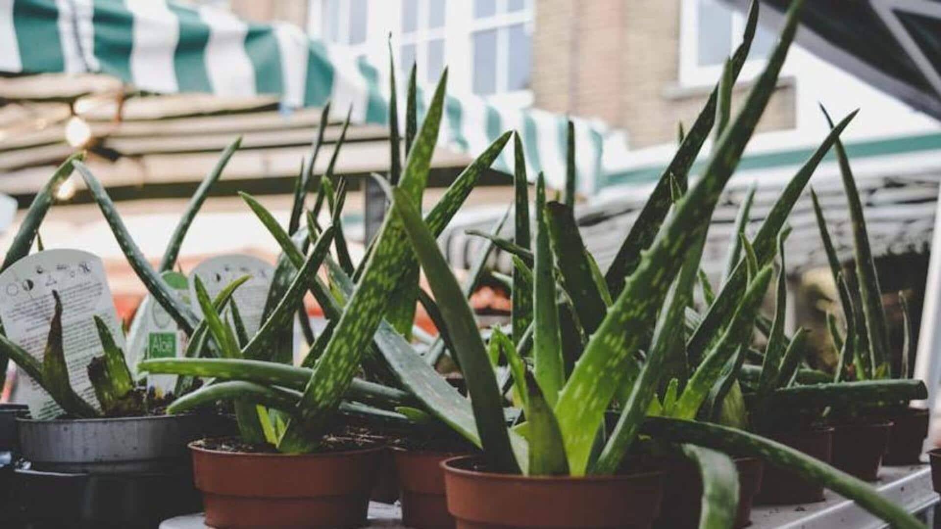 Temukan keajaiban perawatan kulit vegan lidah buaya: Masker, toner, dan banyak lagi