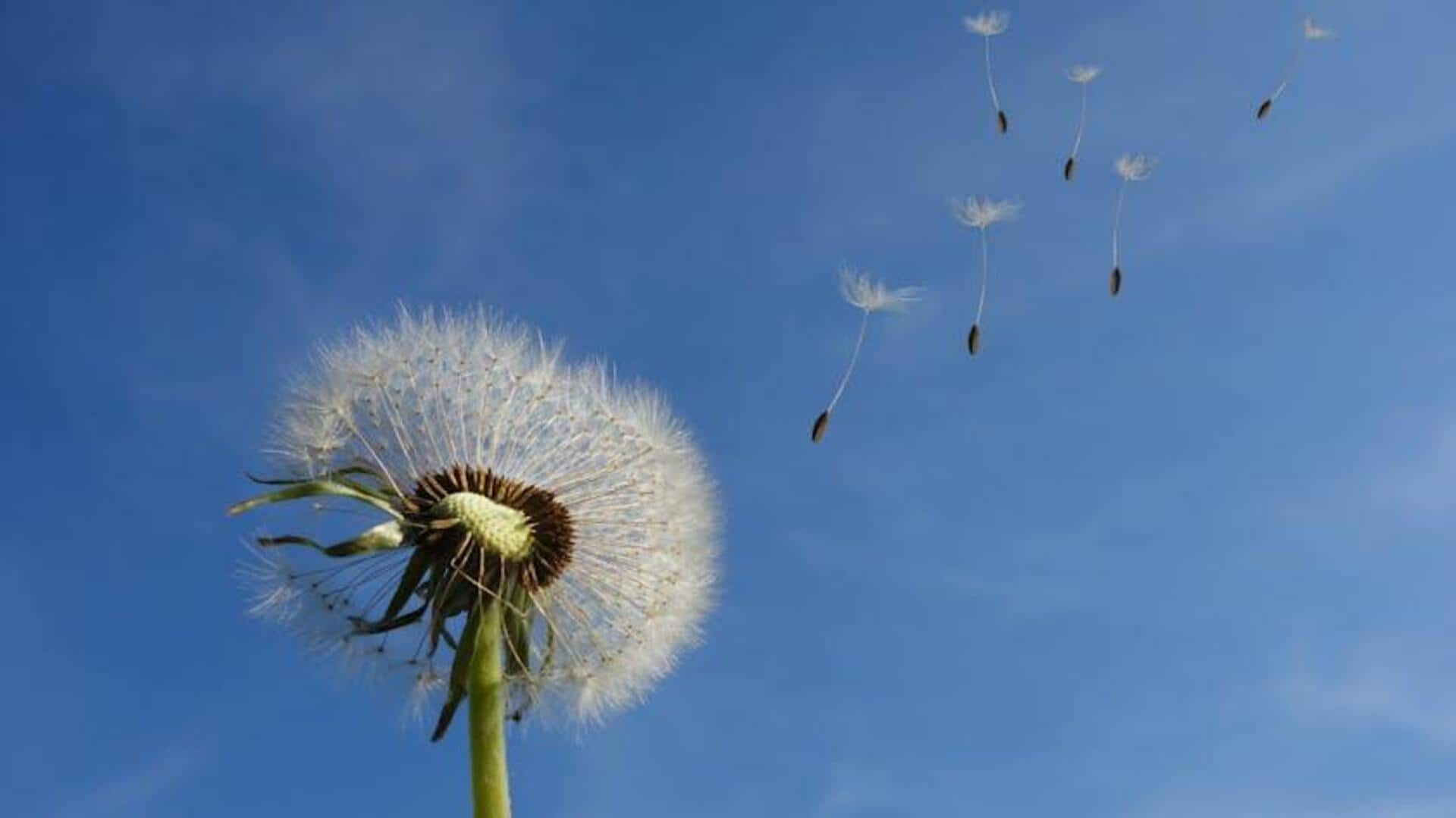 Manfaat Menanam Dandelion di Kebun Anda Manfaat Menanam Dandelion di Kebun Anda