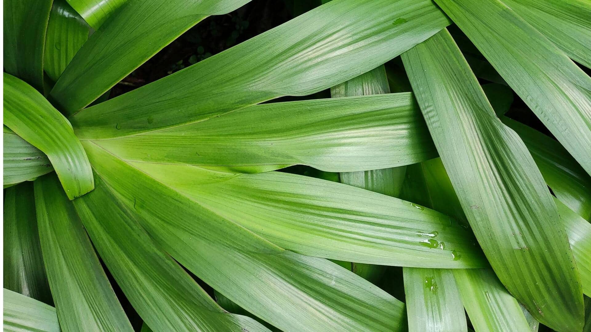 Lima Herbal untuk Taman Rumah Wangi di Indonesia