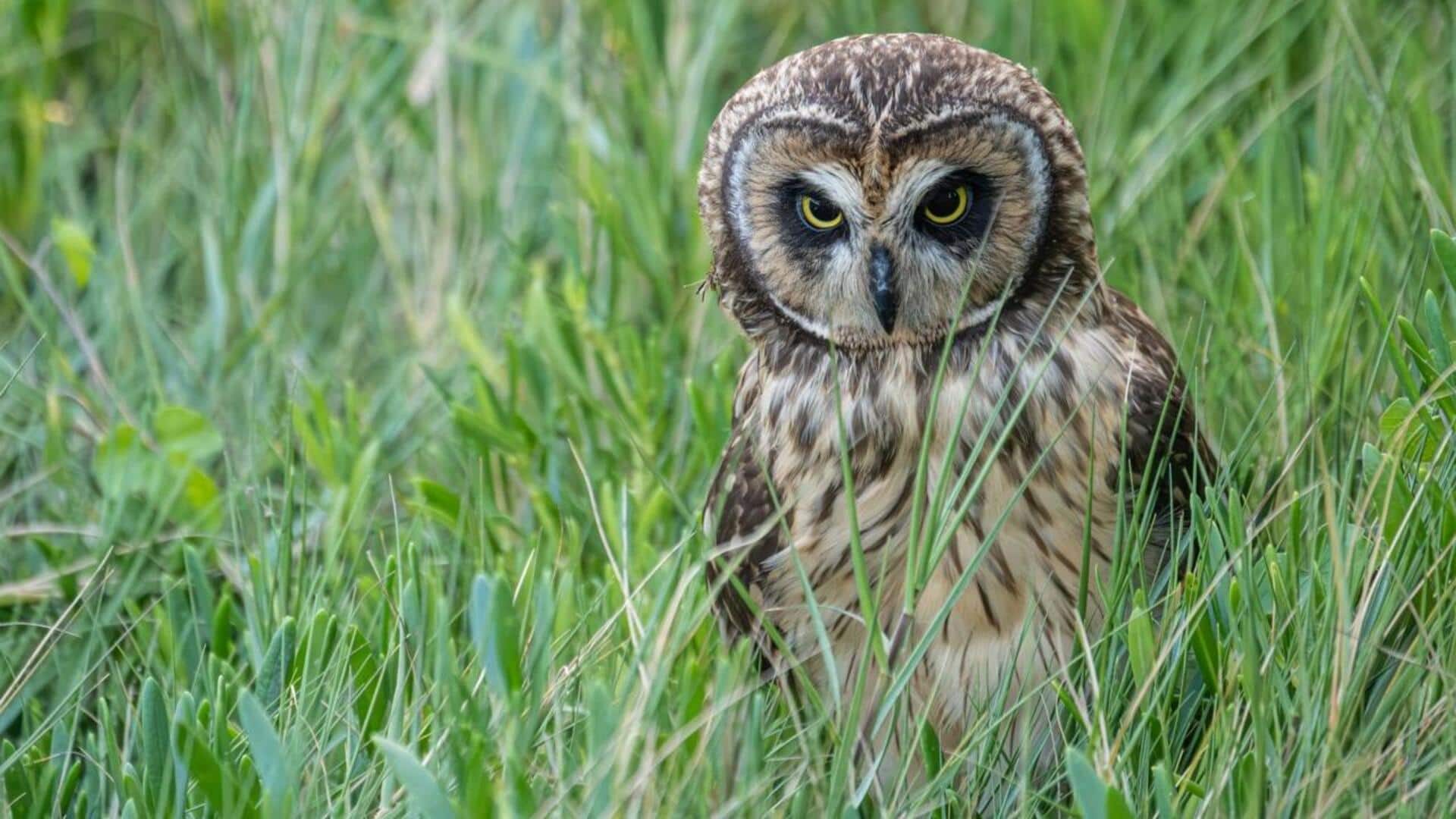 Menjelajahi Komunikasi Burung Hantu dalam Keheningan